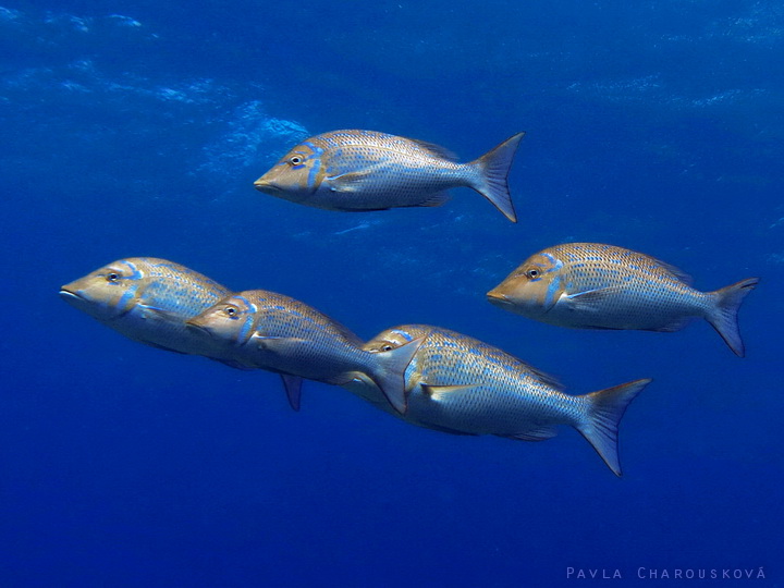 Lethrinus nebulosus - Cejnovka modrá