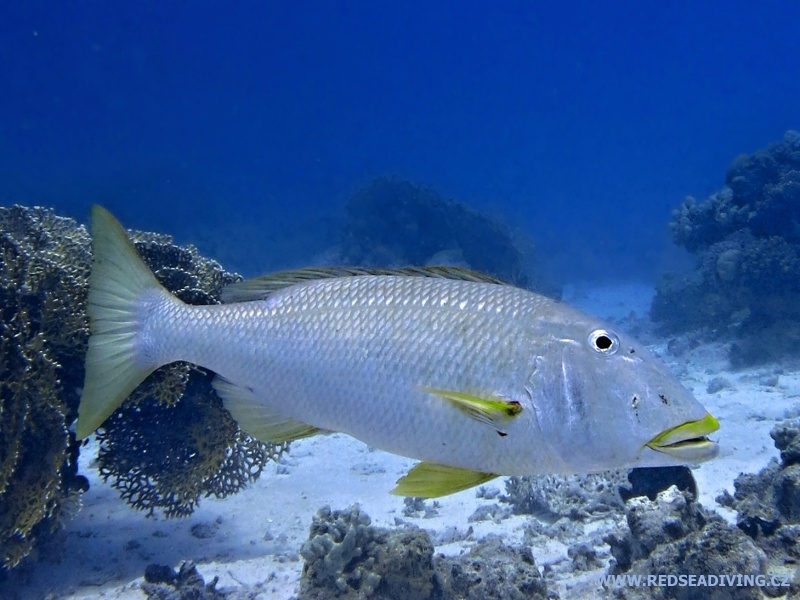 Lethrinus xanthochilus - cejnovka žlutopyská