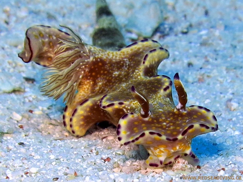 Ceratosoma trilobatum