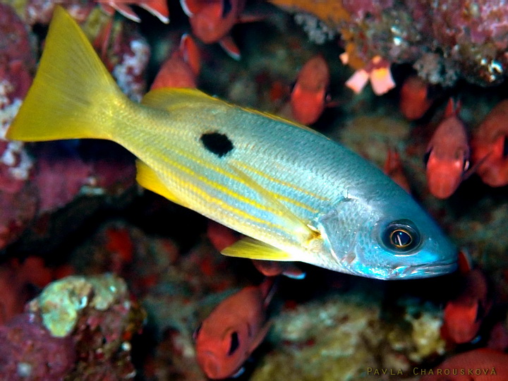 Lutjanus fulviflamma - Chňapal černoskvrnný