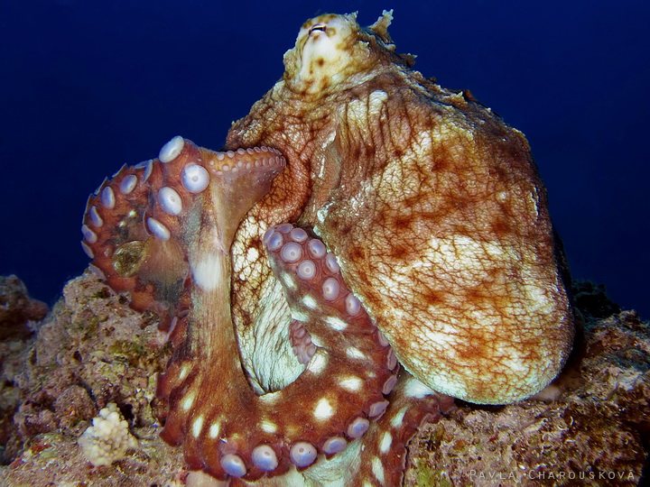 Octopus cyanea - Chobotnice modrá