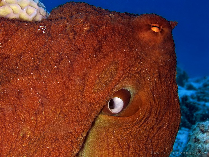 Octopus cyanea - Chobotnice modrá
