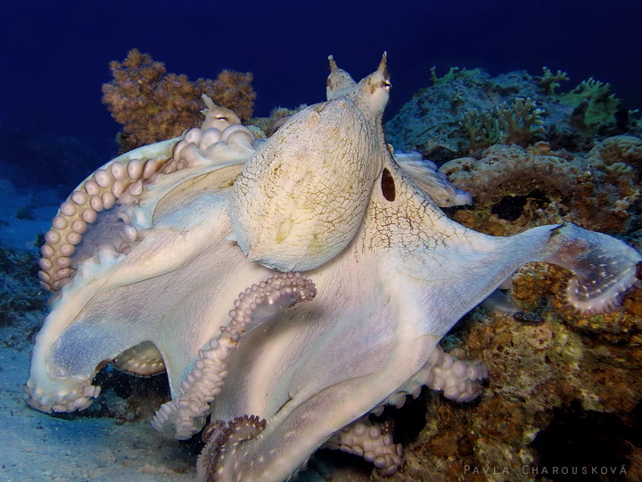 Octopus cyanea - Chobotnice modrá