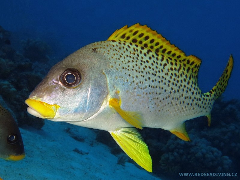 Plectorhinchus gaterinus - Chrochtal tečkovaný