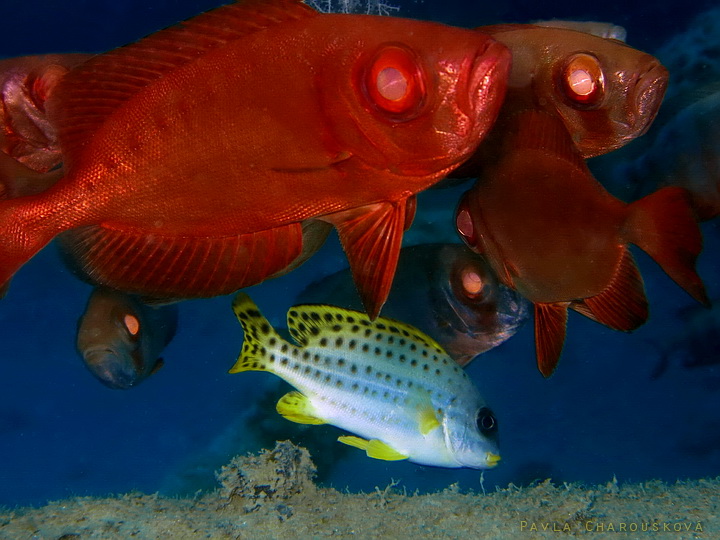 Plectorhinchus gaterinus - Chrochtal tečkovaný