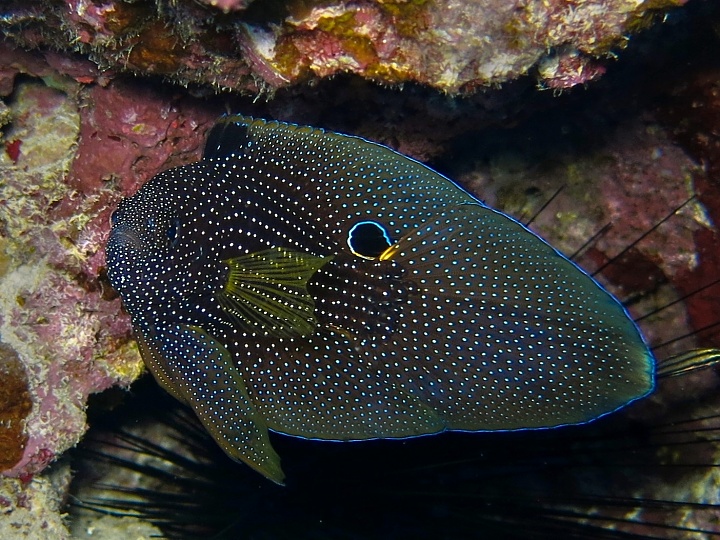 Oblohlav divukrásný - Calloplesiops altivelis