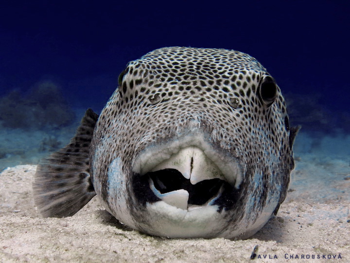 Arothron stellatus - Čtverzubec hvězdnatý