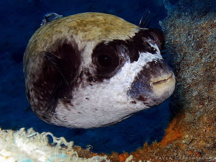 Arothron diadematus - Čtverzubec maskovaný 