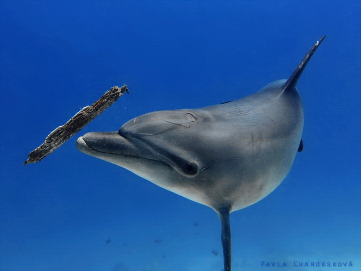 Tursiops truncatus - Delfín skákavý