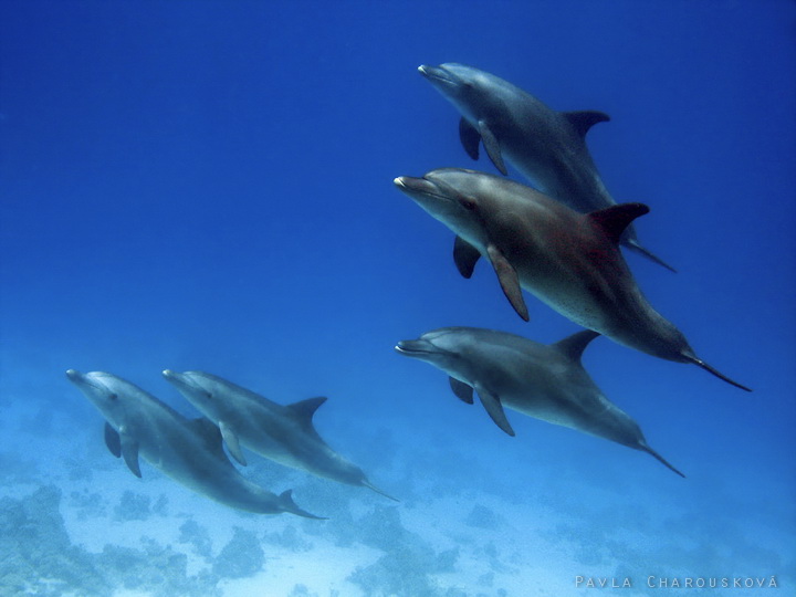 Tursiops aduncus - Delfín Ehrenbergův