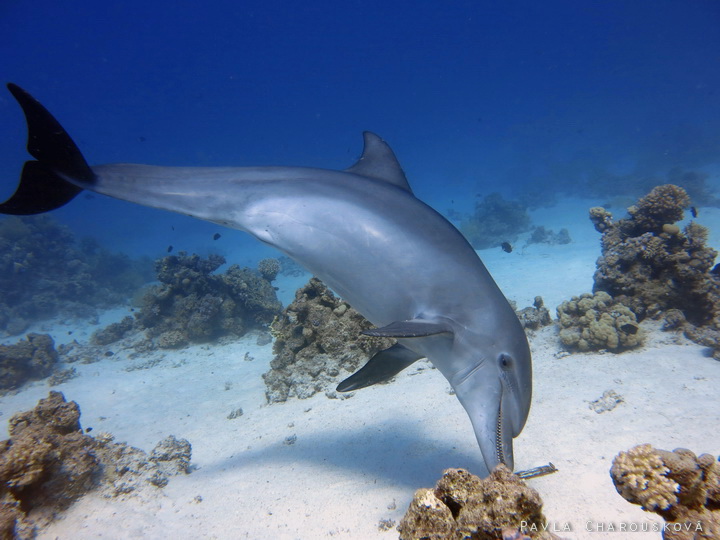 Tursiops truncatus - Delfín skákavý