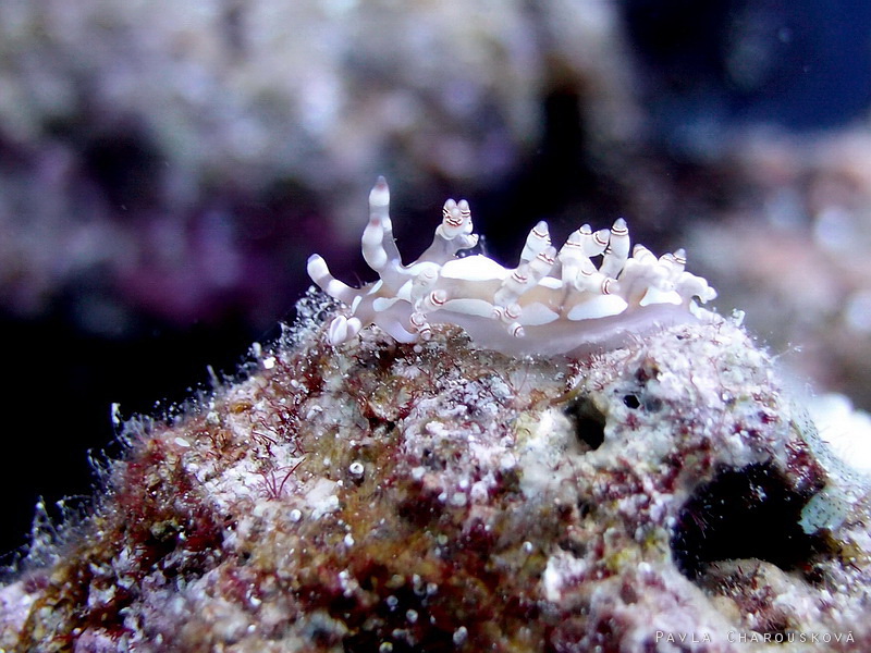 Flabellina bilas - Flabelina ozdobná