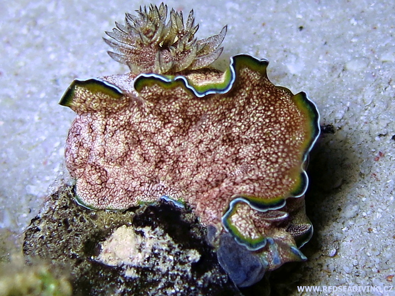 Glossodoris cincta