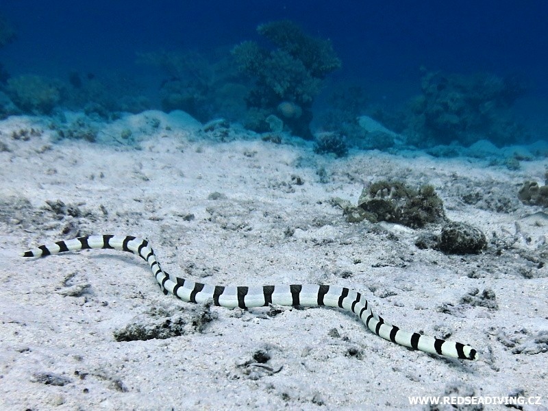 Myrichthys colubrinus - Hadovec příčnopruhý