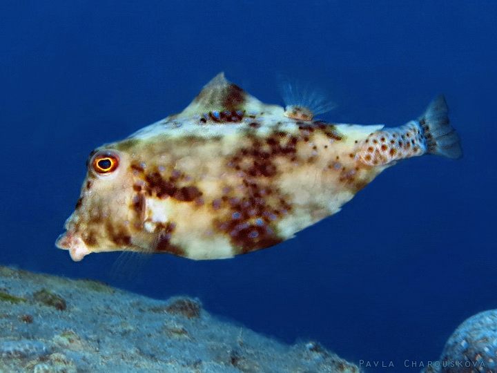 Tetrosomus gibbosus - Havýš čtyřhranný