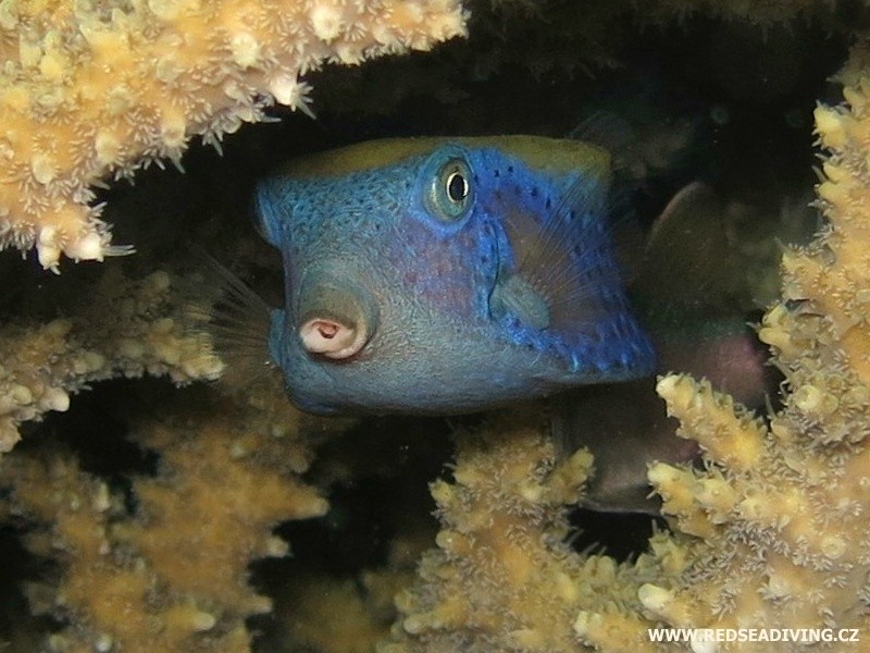 Ostracion cyanurus - Havýš modrý