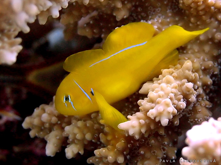 Gobiodon citrinus - Hlaváč citronový