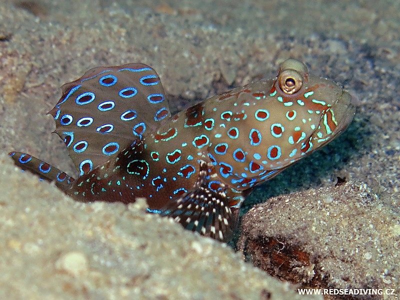 Cryptocentrus caeruleopunctatus - Hlaváč modroskvrnný