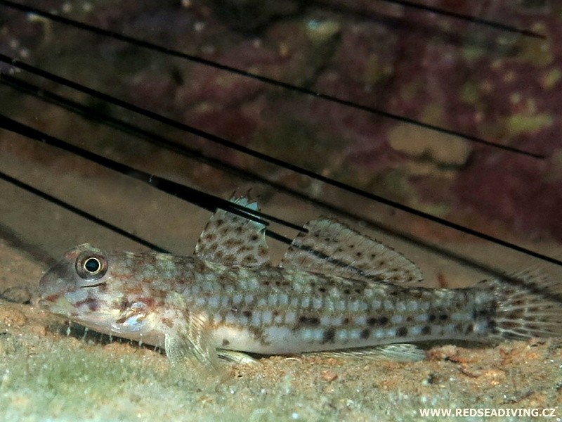 Istigobius decoratus - Hlaváč ozdobený