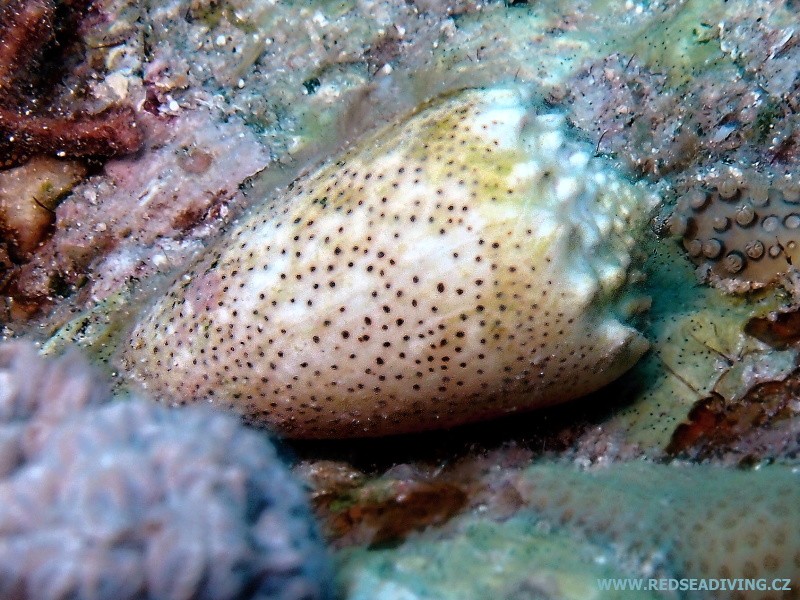 Conus arenatus - Homolice tečkovaná