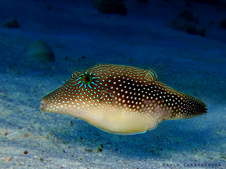 Canthigaster margaritata - Hranobřich tečkovaný 