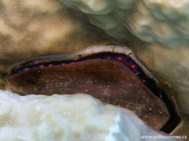 Pedum spondyloideum - hřebenatka korálová