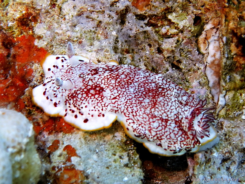 Chromodoris tinctoria - Hvězdnatka červenoskvrnná