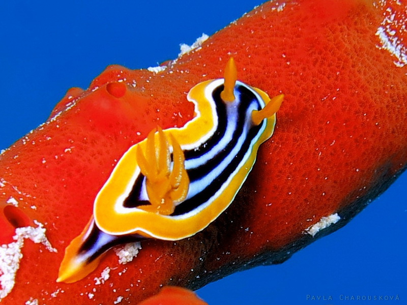 Chromodoris quadricolor - Hvězdnatka čtyrbarevná