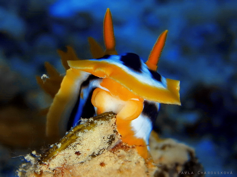 Chromodoris quadricolor - Hvězdnatka čtyrbarevná