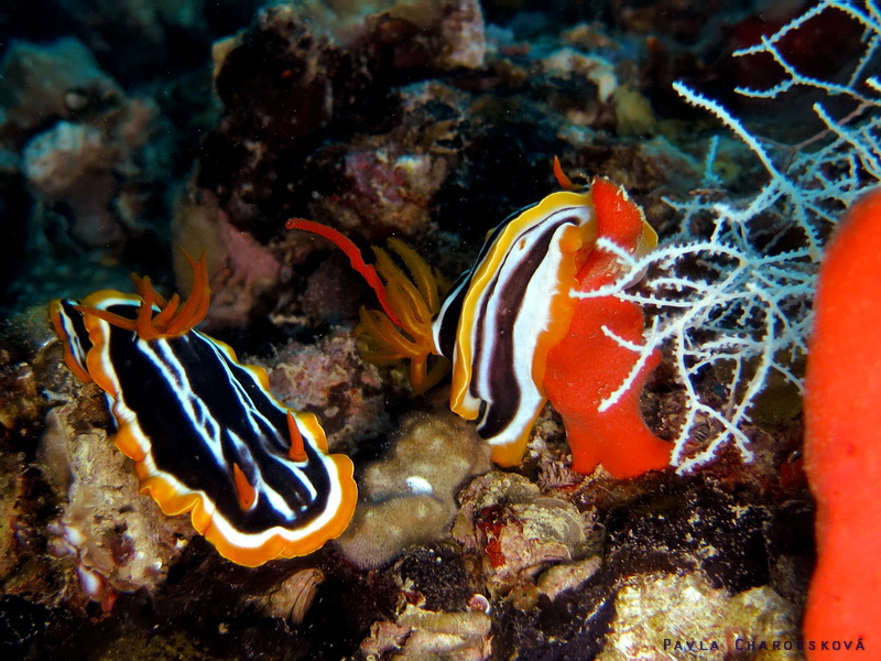 Chromodoris quadricolor - Hvězdnatka čtyrbarevná