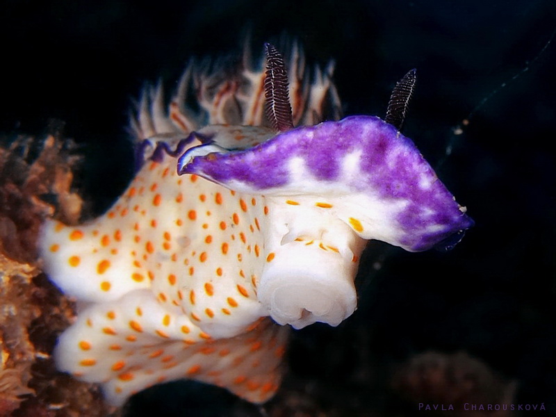 Risbecia pulchella - Hvězdnatka kouzelná