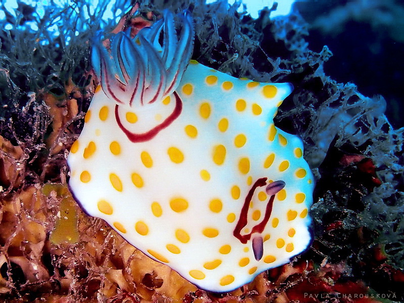 Chromodoris annulata - Hvězdnatka kroužkovitá