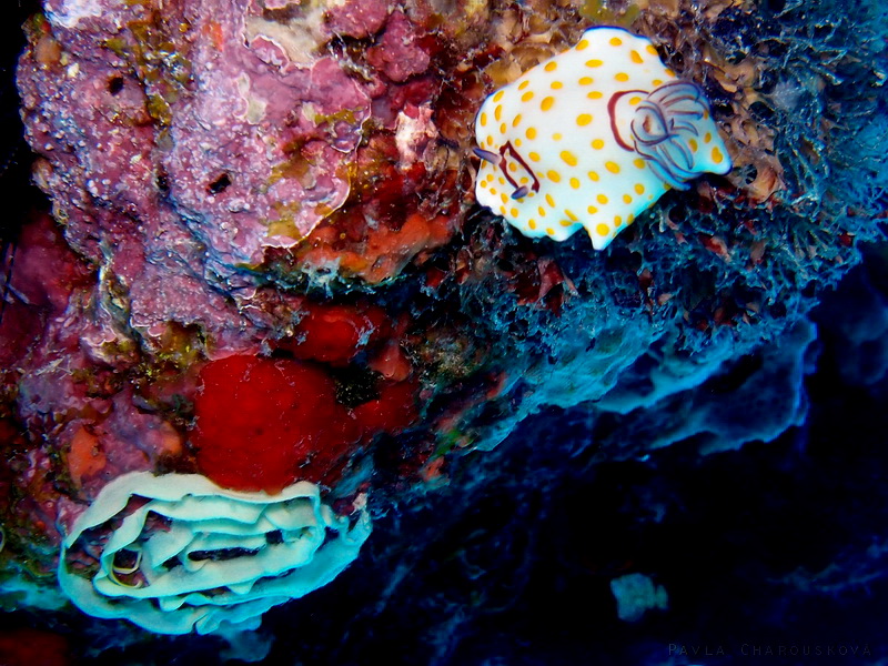 Chromodoris annulata - Hvězdnatka kroužkovitá - jikry