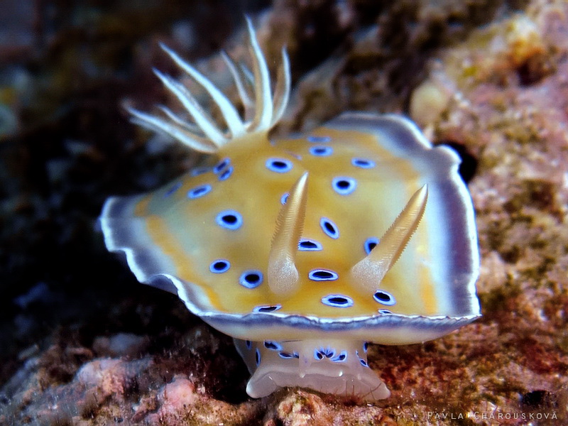 Chromodoris geminus - Hvězdnatka zářivá