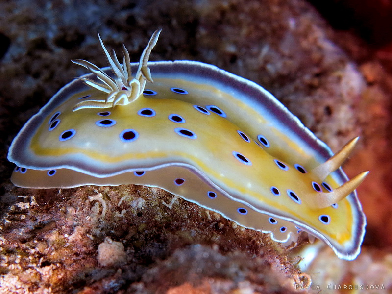 Chromodoris geminus - Hvězdnatka zářivá