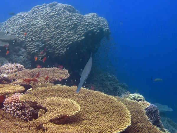 Opalovací krémy a korálové útesy