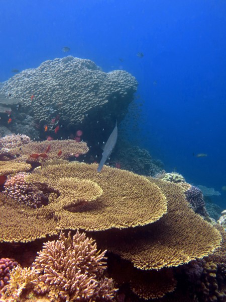 Korálový útes Rudé moře