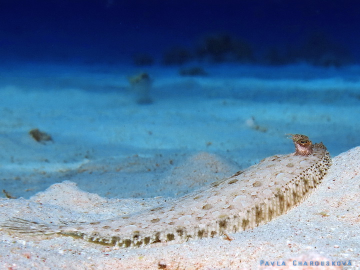 Pardachirus marmoratus - Jazyk mramorovaný