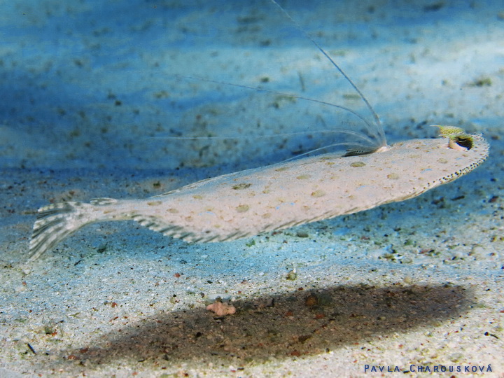 Pardachirus marmoratus - Jazyk mramorovaný