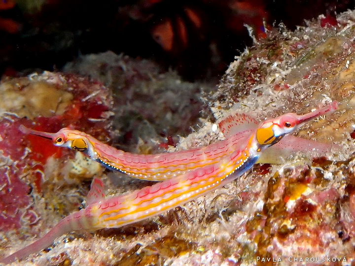 Corythoichthys nigripectus - Jehla oranžová