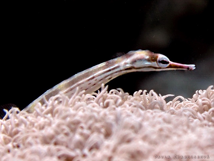 Corythoichthys flavofasciatus - Jehla síťovaná