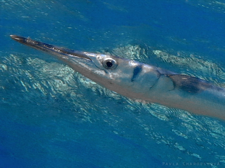 Tylosurus crocodilus - Jehlice krokodýlí