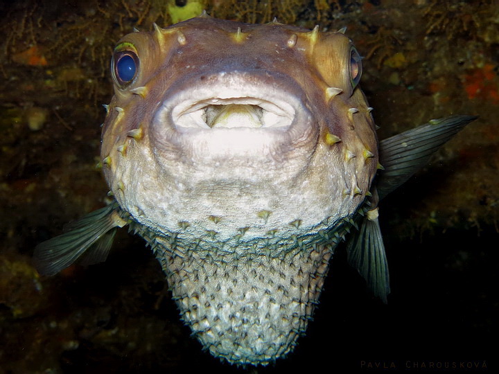 Cyclichthys spilostylus - Ježík žlutoskvrnný 