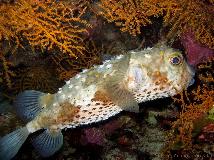 Cyclichthys spilostylus - Ježík žlutoskvrnný 