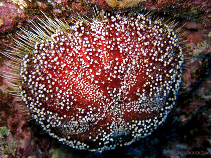 Ježovka Asthenosoma marisrubri