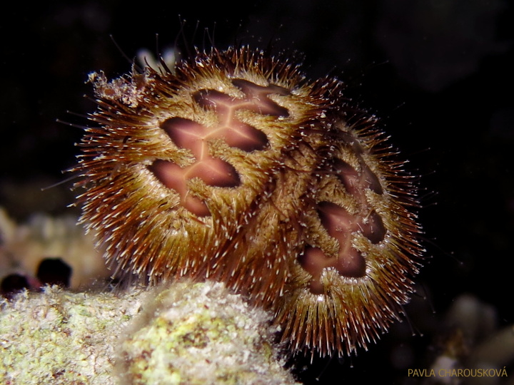 Ježovka Microcyphus rousseau