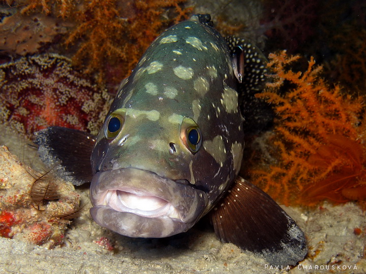 Epinephelus summana - Kanic běloskvrnný