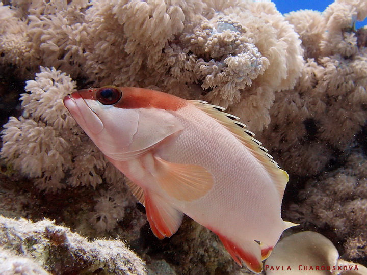 Epinephelus fasciatus - Kanic červenopruhý