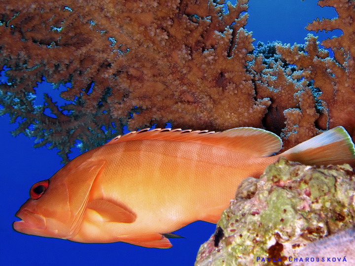 Epinephelus fasciatus - Kanic červenopruhý