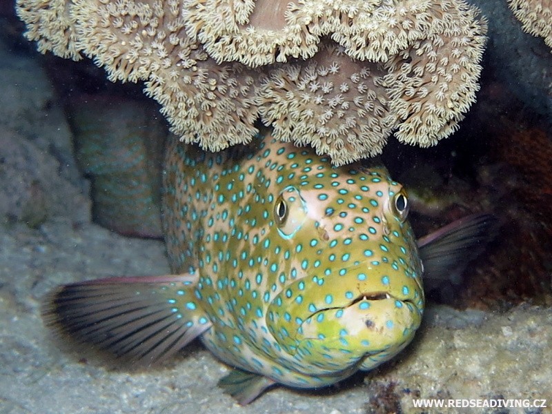 Plectropomus areolatus - kanic uťatý